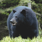 5-year-old descendant of Davy Crockett kills bear